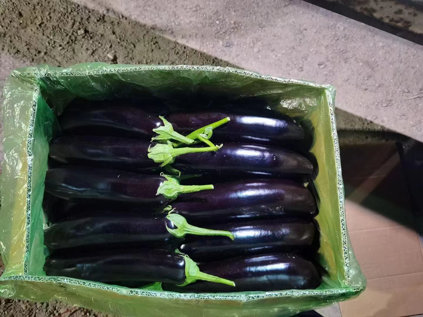 现代超市生鲜区,一排整齐摆放的702长茄被置于透明塑料托盘中,覆以保鲜膜,标签注明‘精品长茄·702品种’‘产地直供’‘每盒约500g’,背景可见其他蔬菜品类,灯光明亮,整体陈列干净整洁,吸引消费者驻足选购 702长茄在超市货架上的陈列效果