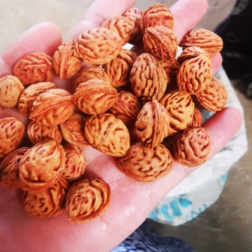 精品毛桃种子
