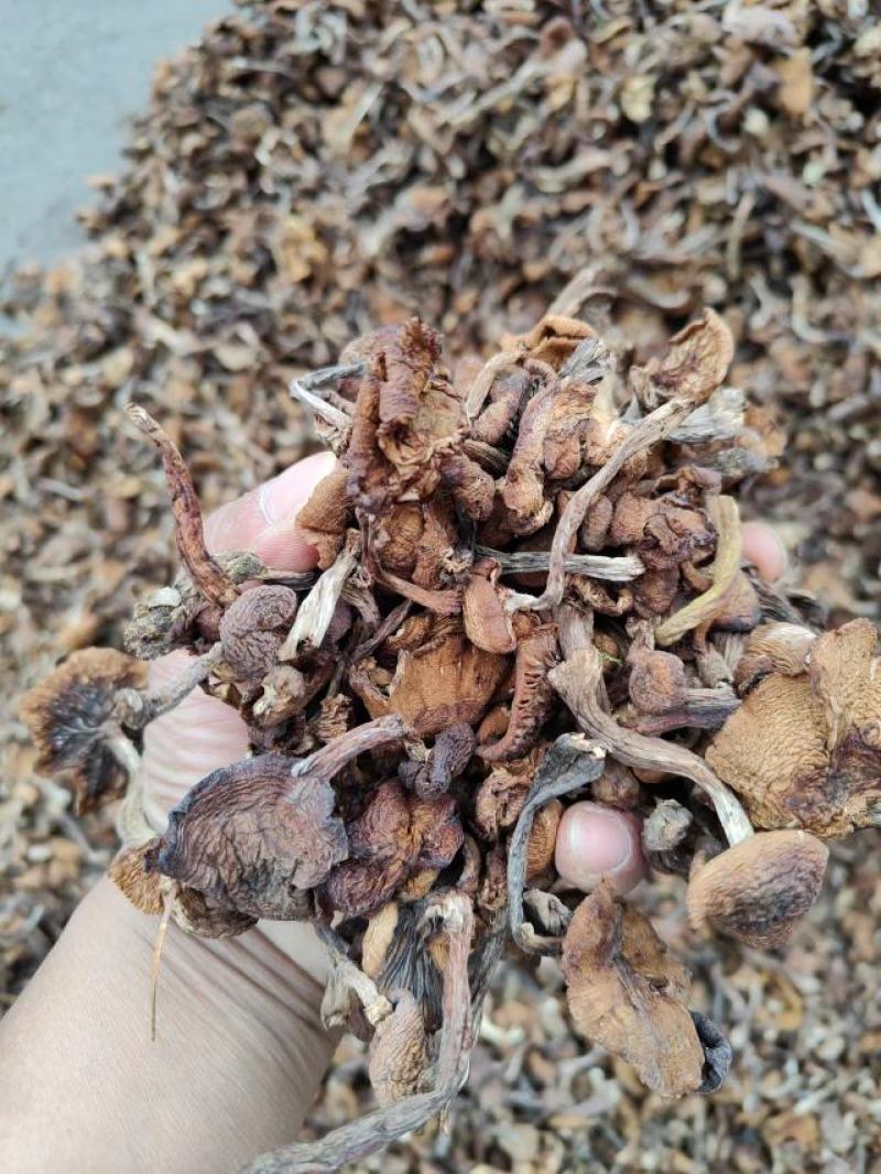 榛蘑东北榛蘑，烤干榛蘑，产地货源质量好，价格优，电联洽谈