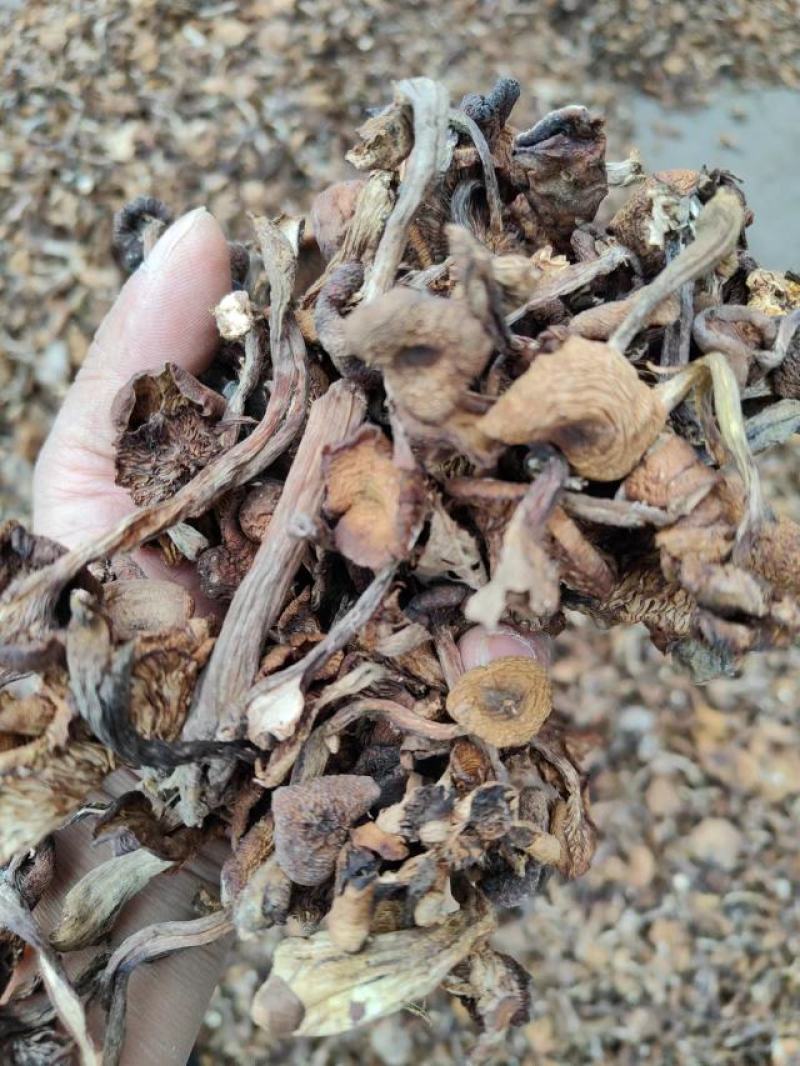 榛蘑东北榛蘑，烤干榛蘑，产地货源质量好，价格优，电联洽谈
