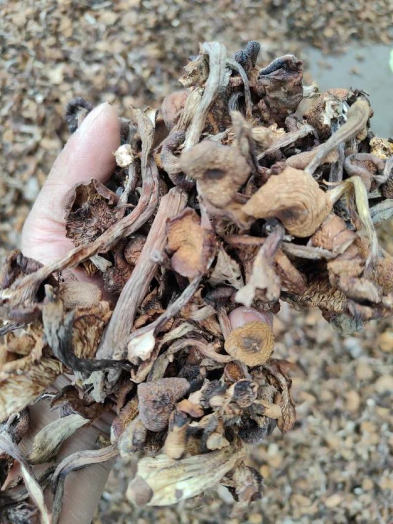 榛蘑东北榛蘑，烤干榛蘑，产地货源质量好，价格优，电联洽谈