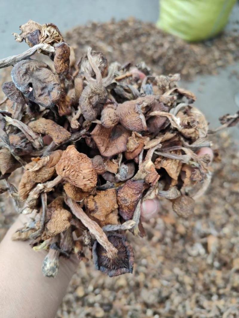 榛蘑东北榛蘑，烤干榛蘑，产地货源质量好，价格优，电联洽谈