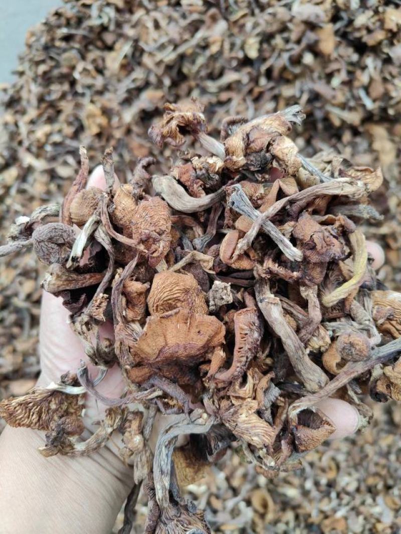 榛蘑东北榛蘑，烤干榛蘑，产地货源质量好，价格优，电联洽谈