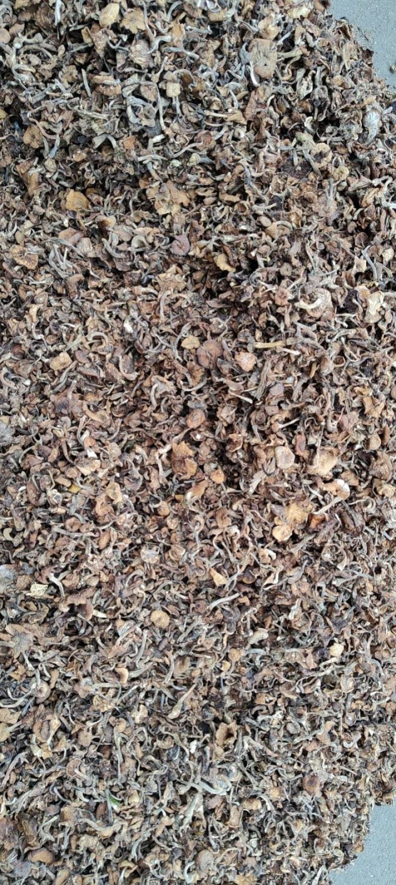 榛蘑东北榛蘑，烤干榛蘑，产地货源质量好，价格优，电联洽谈