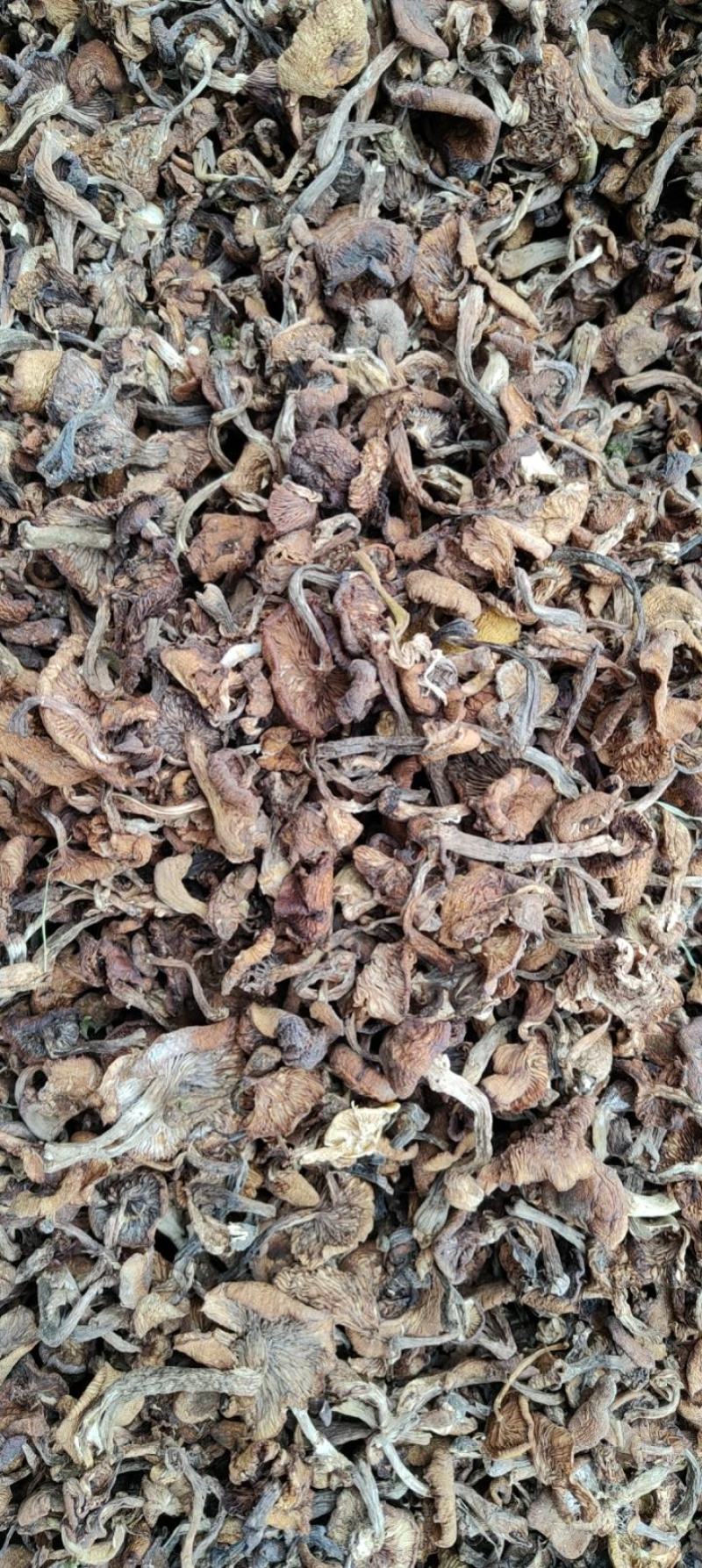 榛蘑东北榛蘑，烤干榛蘑，产地货源质量好，价格优，电联洽谈