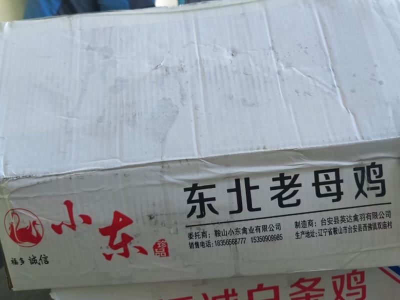 【牛商商家】东北红毛蛋鸡老母鸡量大从优产地发货