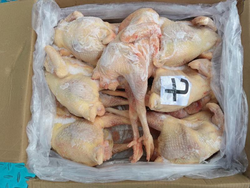 【牛商商家】东北红毛蛋鸡老母鸡量大从优产地发货