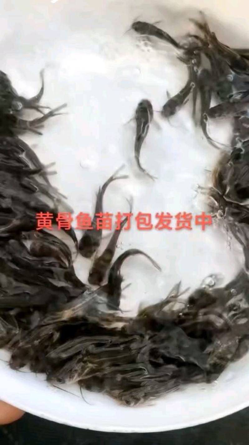 黄骨鱼苗批发黄颡鱼苗黄辣丁鱼苗黄丫头