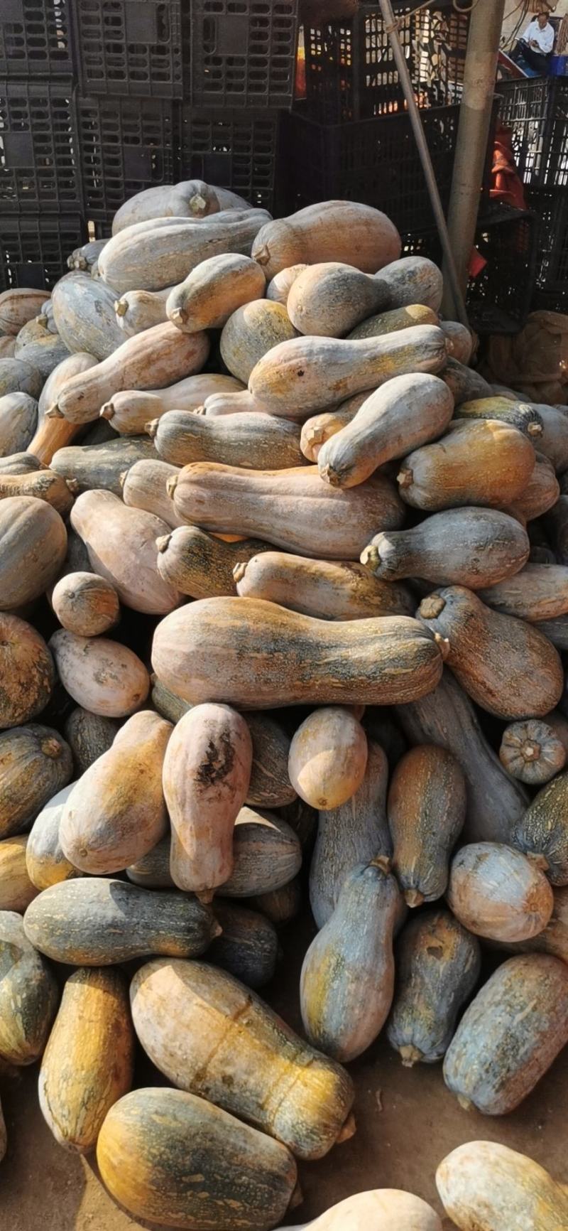 广东农家自种老南瓜宝宝辅食甜南瓜长南瓜新鲜甜糯粉面南瓜