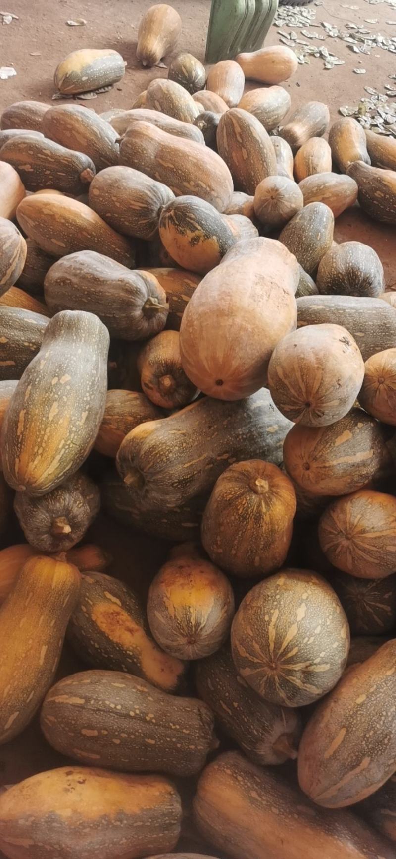 广东农家自种老南瓜宝宝辅食甜南瓜长南瓜新鲜甜糯粉面南瓜