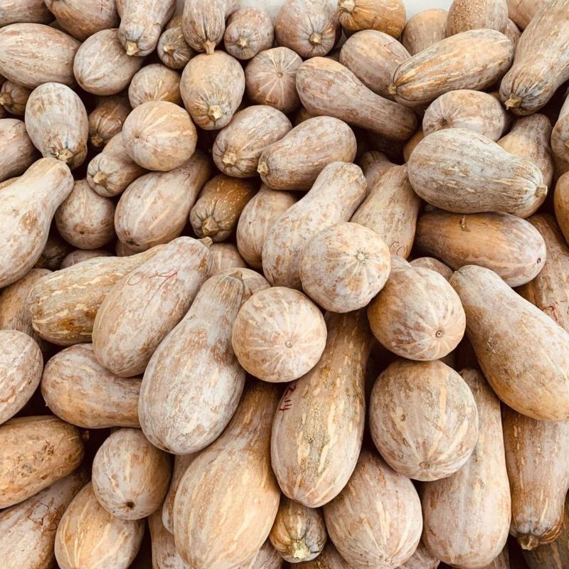 广东农家自种老南瓜宝宝辅食甜南瓜长南瓜新鲜甜糯粉面南瓜