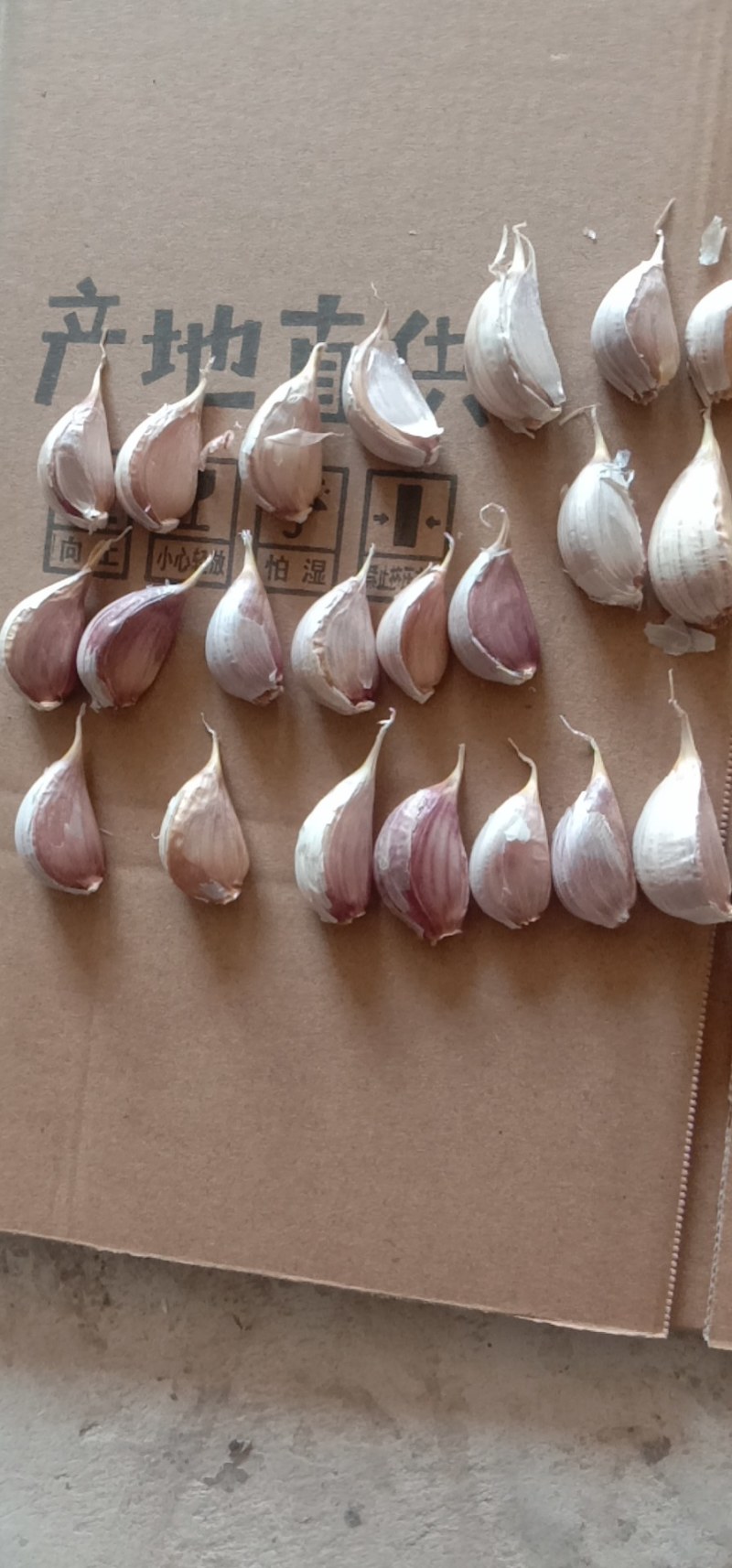 红根蒜苗种子丰县大蒜种子产地川蒜二月早现货精品质优