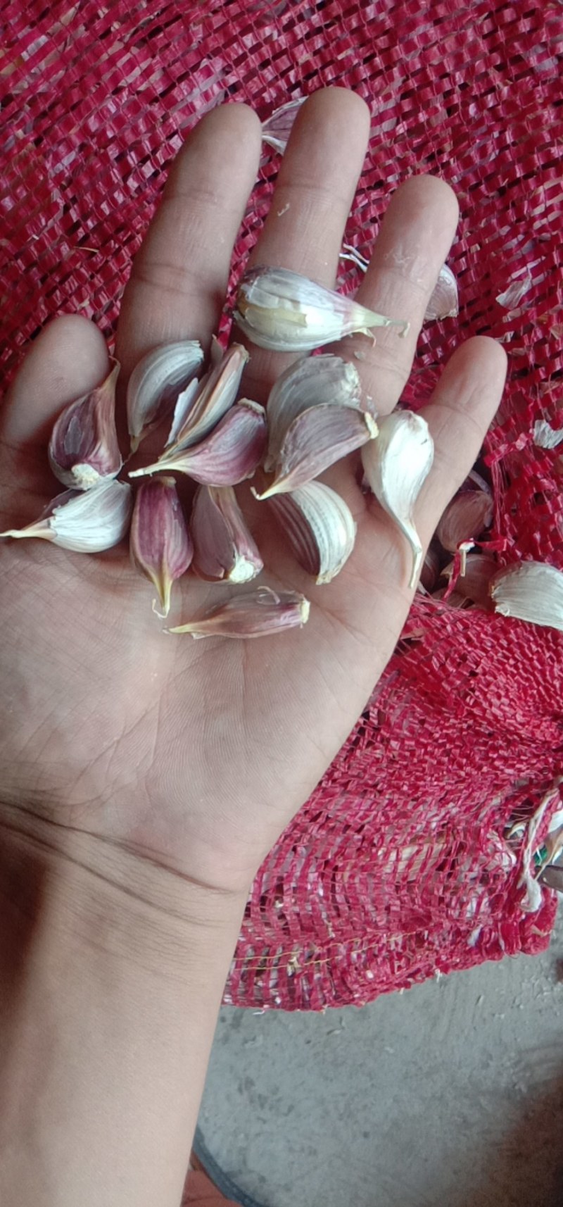 红根蒜苗种子丰县大蒜种子产地川蒜二月早现货精品质优