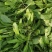 荠菜