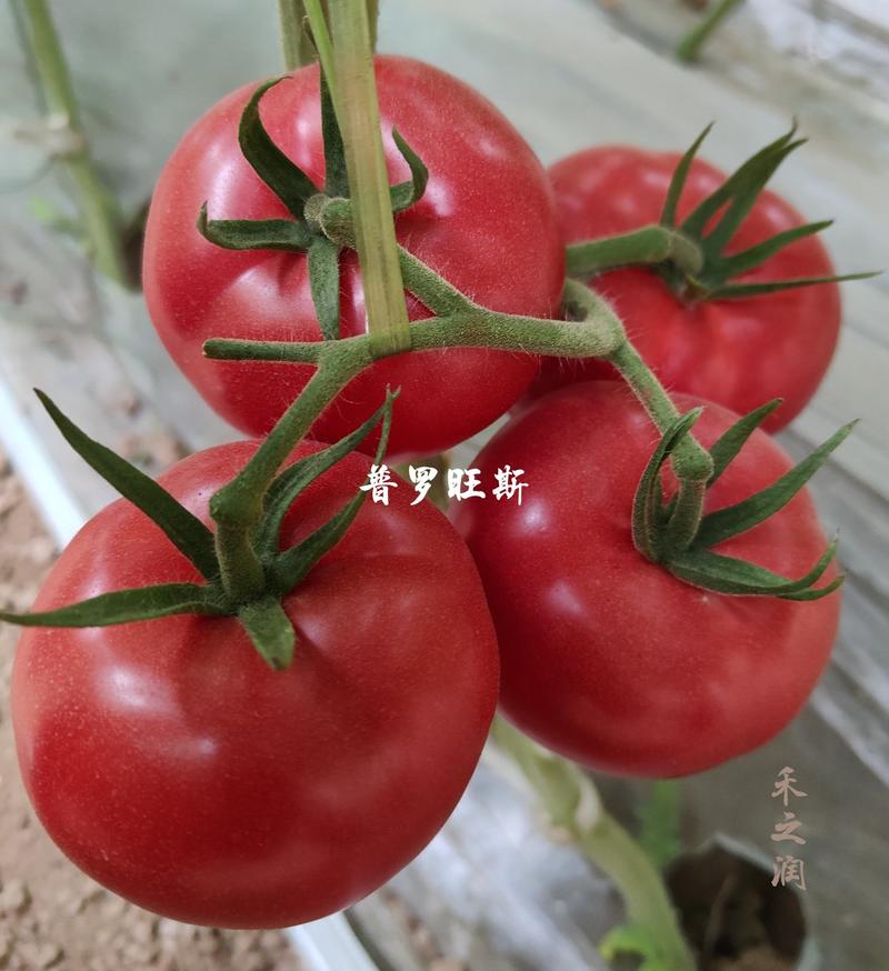 草莓西红柿苗普罗旺斯番茄苗铁皮柿子苗番茄苗