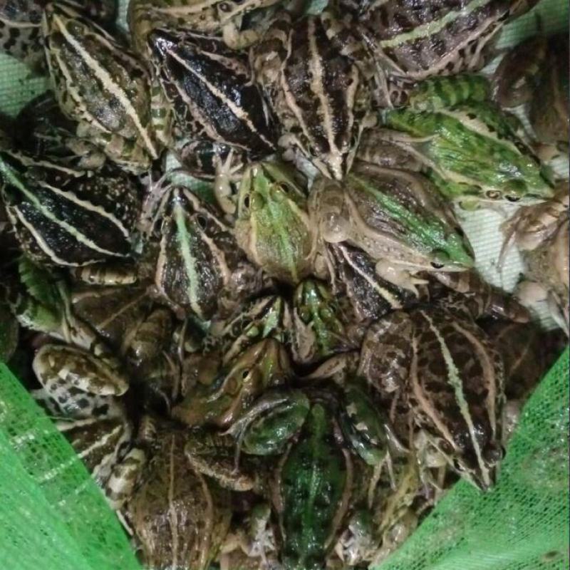 现杀青蛙顺丰包邮