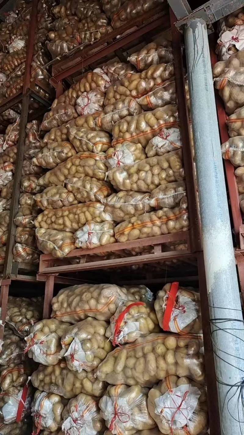 【实力】山东土豆，荷兰十五黄皮黄心市场商超电商货产地直发