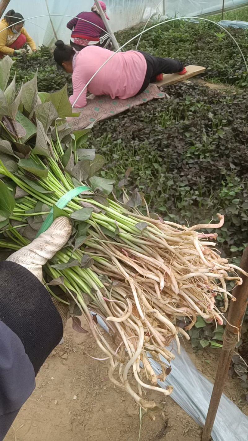脱毒原种西瓜密红薯苗蜜薯红薯苗哈密瓜红薯苗板栗薯