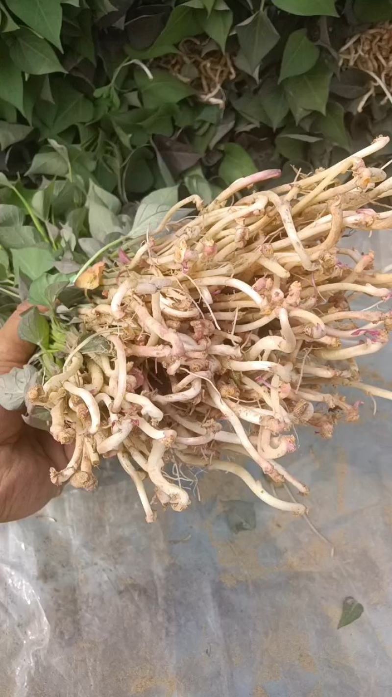 脱毒原种西瓜密红薯苗蜜薯红薯苗哈密瓜红薯苗板栗薯