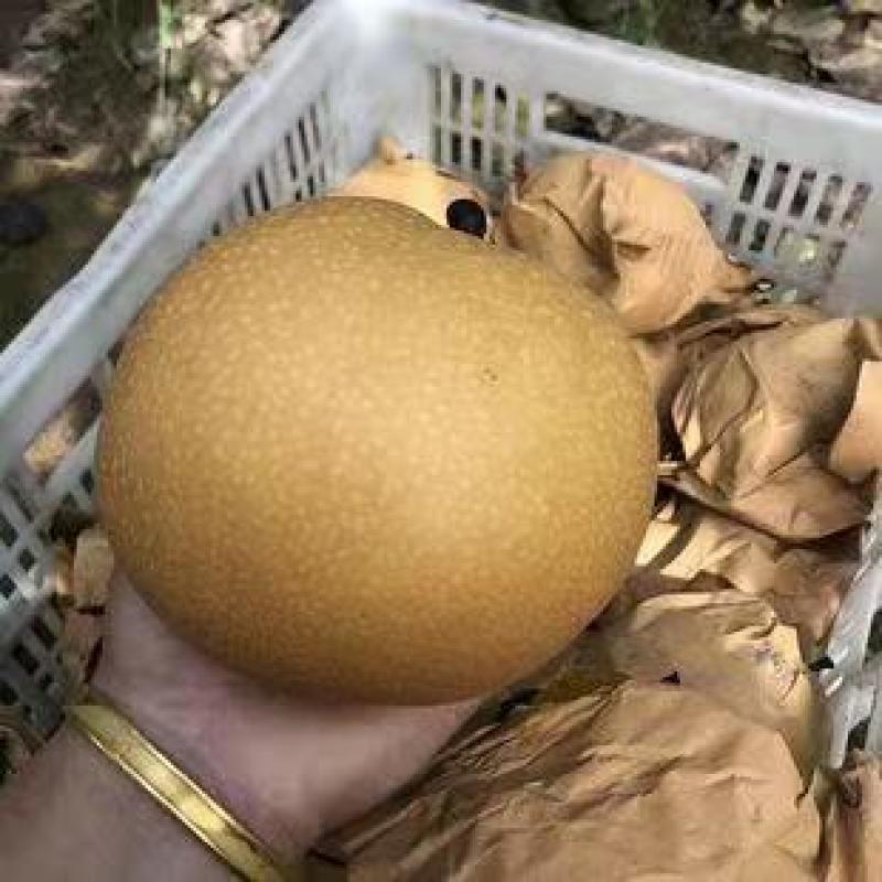 秋月梨新高梨晚秋梨大量供应，货源充足，全国发货