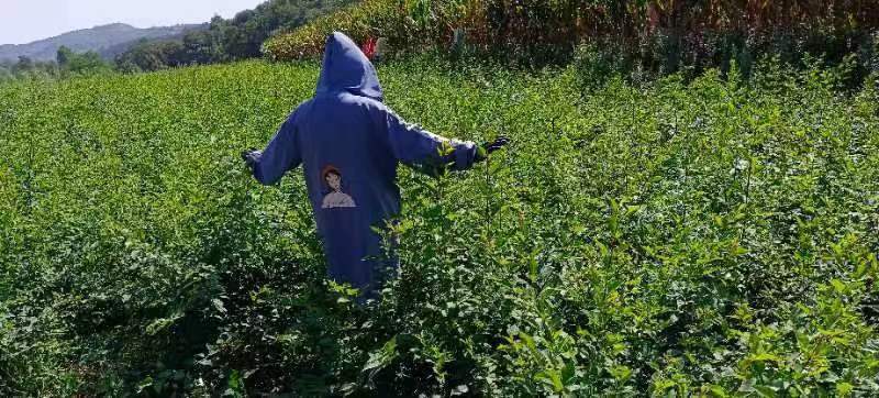 陇县兴源高产药用连翘苗，包技术包回收，大量上市，欢迎选购