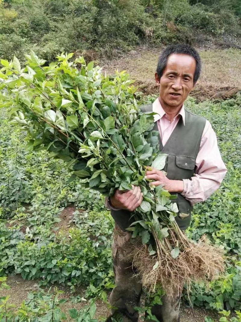 陇县兴源高产药用连翘苗，包技术包回收，大量上市，欢迎选购