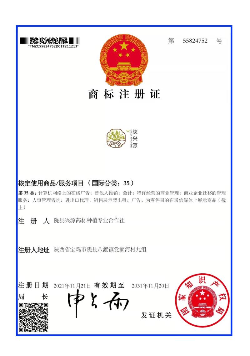 陇县兴源高产药用连翘苗，包技术包回收，大量上市，欢迎选购