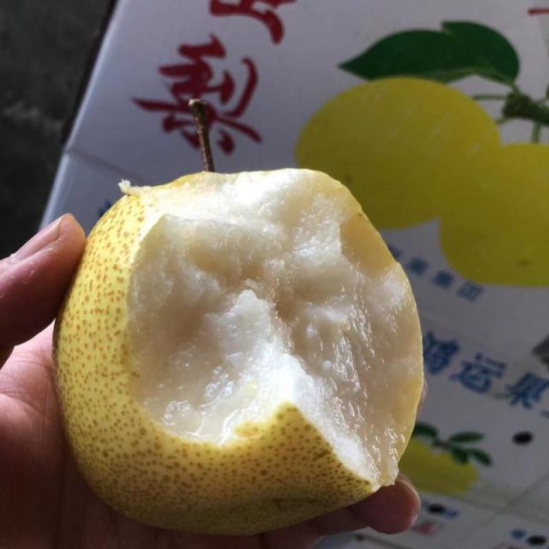 【AJ】山西蜜梨
