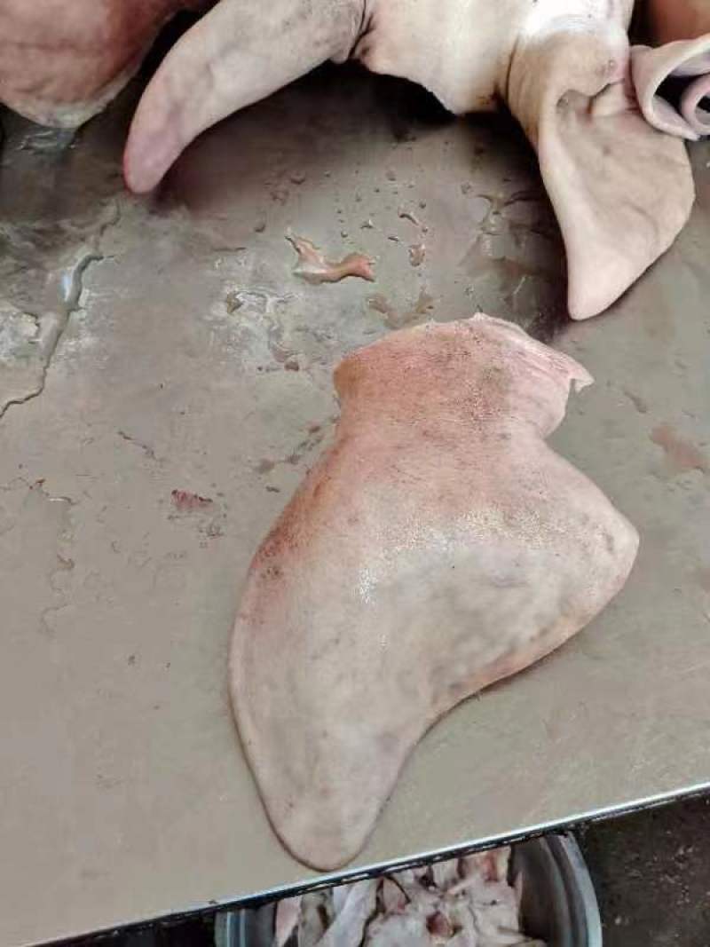 厂家猪耳朵鲜货，大量供应，实物拍摄，常年供应，资质齐全
