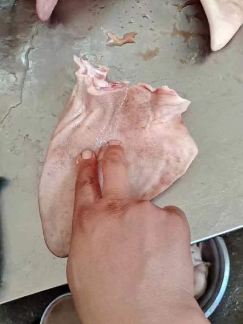厂家猪耳朵鲜货，大量供应，实物拍摄，常年供应，资质齐全