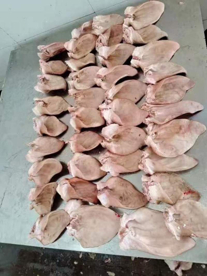厂家猪耳朵鲜货，大量供应，实物拍摄，常年供应，资质齐全