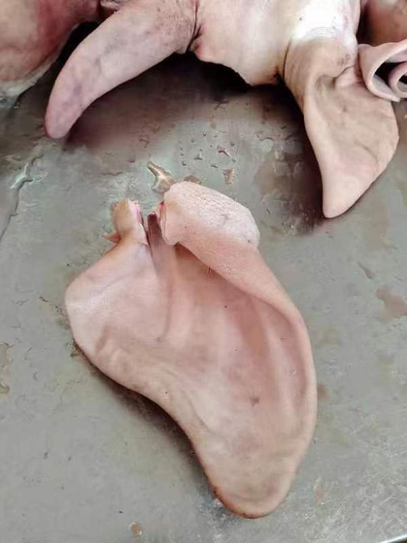 厂家猪耳朵鲜货，大量供应，实物拍摄，常年供应，资质齐全