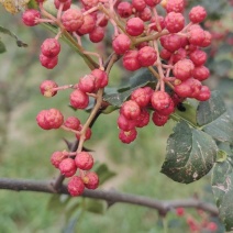 花椒批发