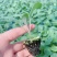 松花菜苗70天有机花菜苗青梗松花菜苗细米粒春秋种