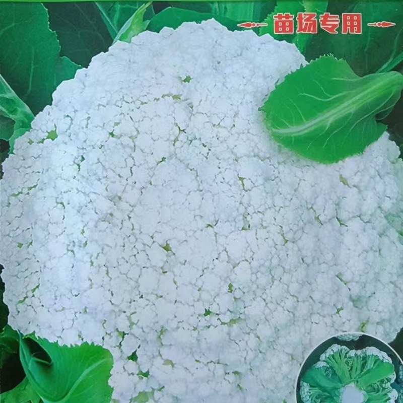 松花菜苗70天有机花菜苗青梗松花菜苗细米粒春秋种