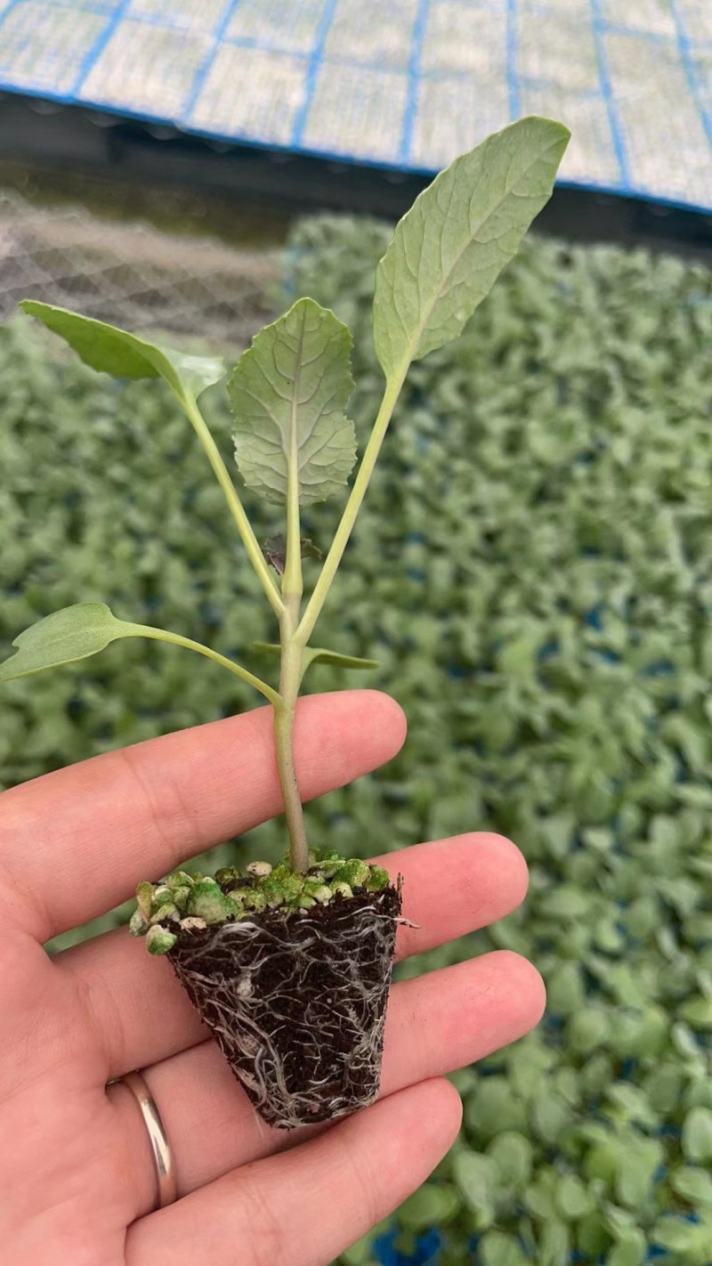 松花菜苗70天有机花菜苗青梗松花菜苗细米粒春秋种