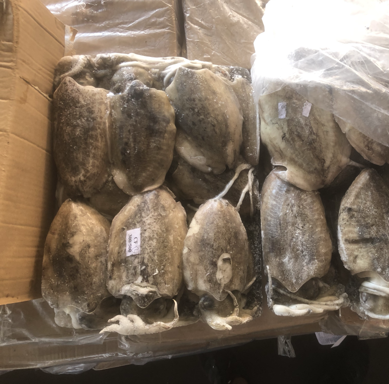 墨鱼批发目鱼批发大墨鱼墨鱼深海墨鱼深海目鱼