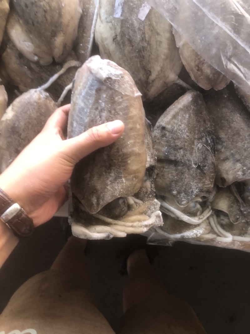 墨鱼批发目鱼批发大墨鱼墨鱼深海墨鱼深海目鱼