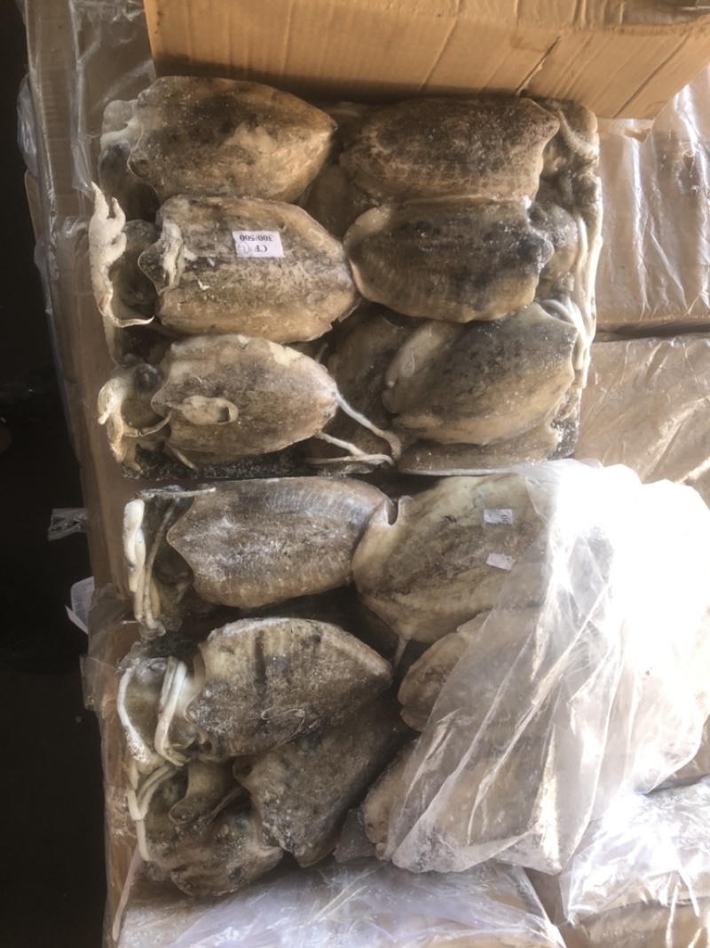 墨鱼批发目鱼批发大墨鱼墨鱼深海墨鱼深海目鱼