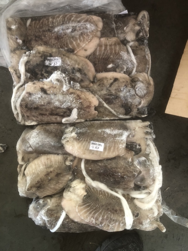墨鱼批发目鱼批发大墨鱼墨鱼深海墨鱼深海目鱼