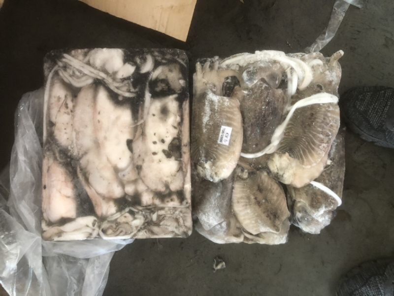 墨鱼批发目鱼批发大墨鱼墨鱼深海墨鱼深海目鱼