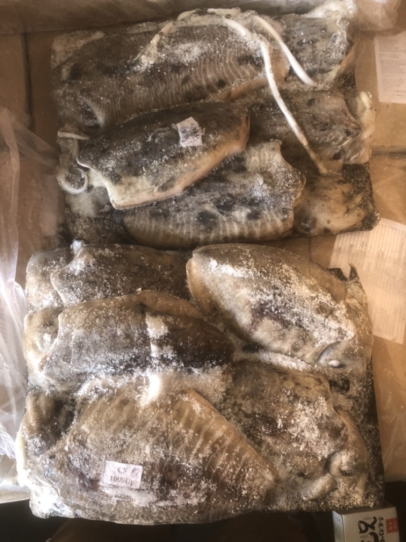 墨鱼批发目鱼批发大墨鱼墨鱼深海墨鱼深海目鱼