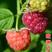 黑树莓苗种苗，水果苗，树莓苗，包成活，黑树莓苗