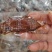风味手撕，【牛肉味】厂家供应，品质保证，货源充足！！！