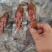风味手撕，【牛肉味】厂家供应，品质保证，货源充足！！！