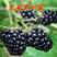 黑树莓苗种苗，水果苗，树莓苗，包成活，黑树莓苗