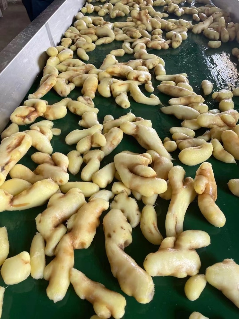 优质姜块基地直供产地直发量大从优欢迎老板考察选购