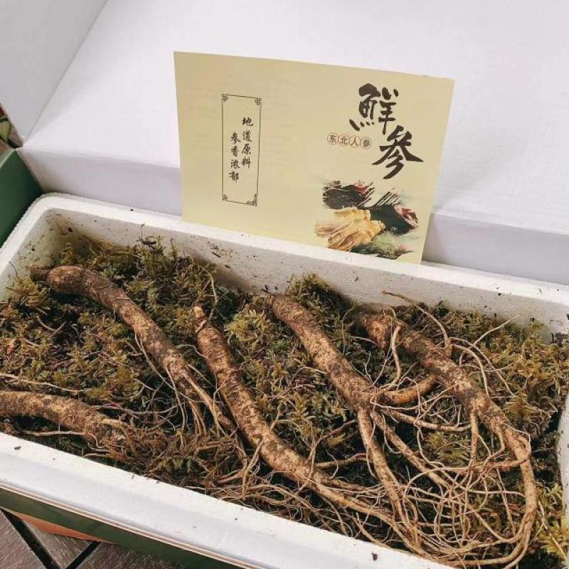 【PT】东北鲜人参