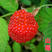 双季树莓苗种苗水果苗树莓苗包成活双季树莓树苗