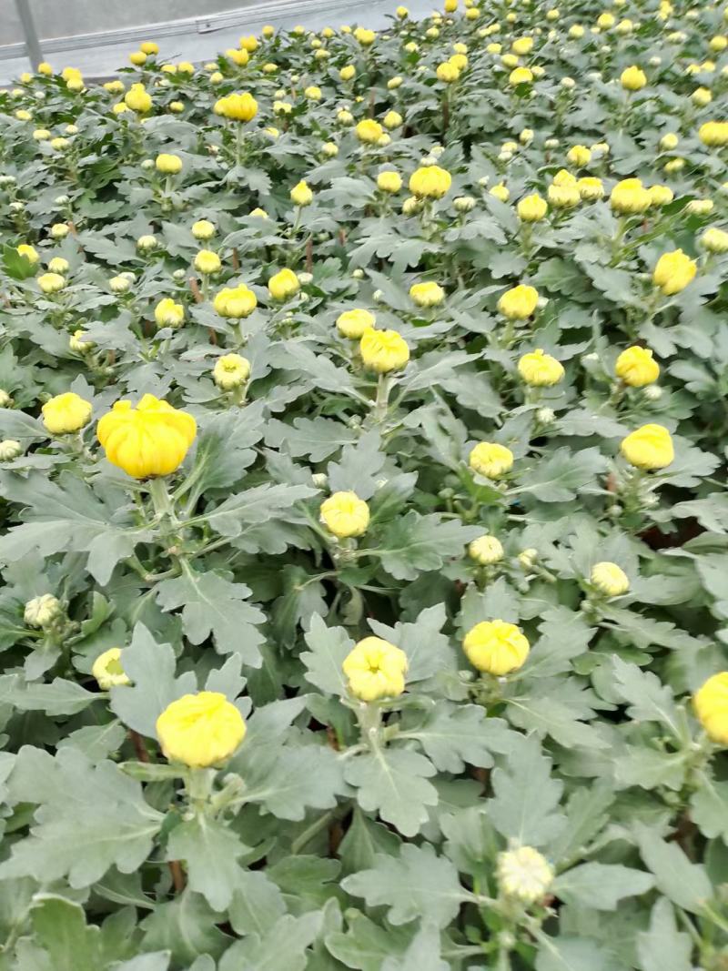 大菊花上市了，花色多，品种齐全量大，花开时间长